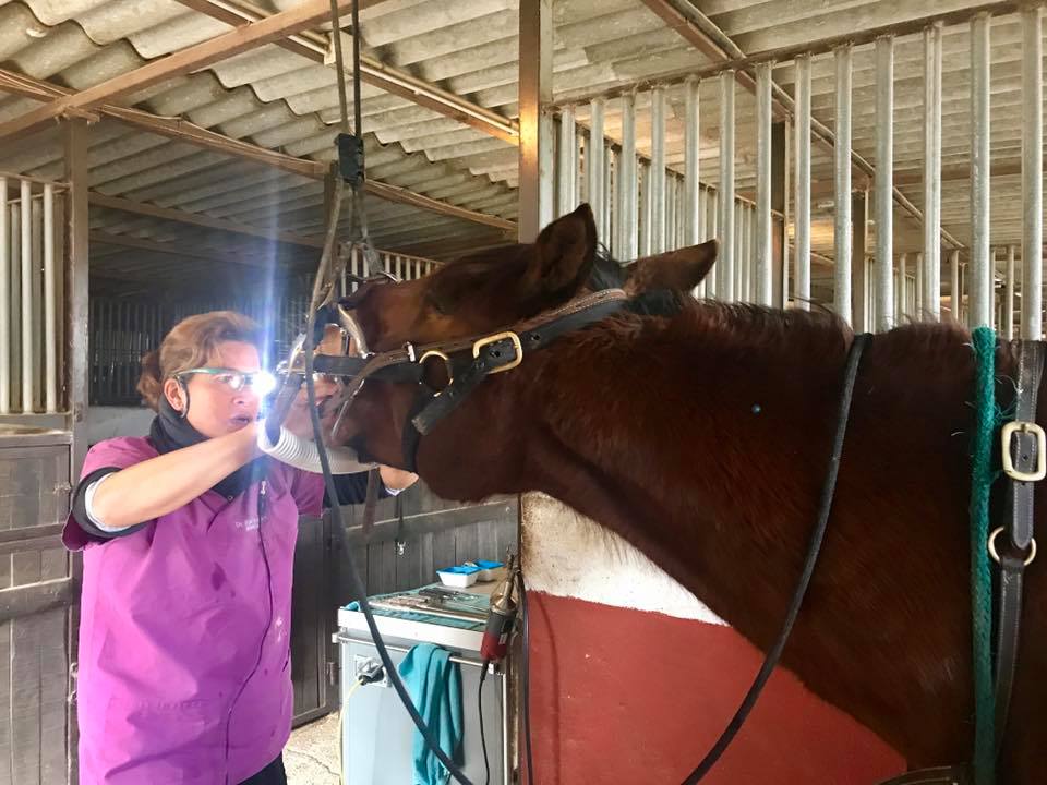 Tierärztin benutzt PowerLight lite Sporty bei Zahnbehandlung beim Pferd